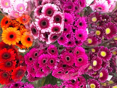 Various varieties of gerberas in bouquets close upの写真素材