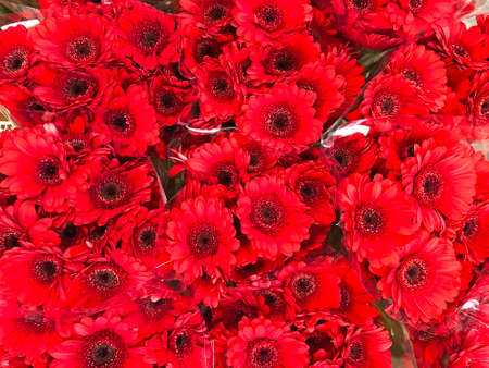Red gerbera varieties in bouquets close upの写真素材