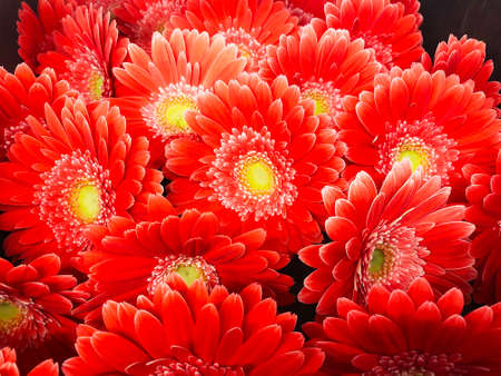 Gerberas of various varieties and colors, close up view