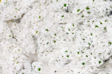 White chrysanthemums with green inflorescences core bouquets close upの写真素材