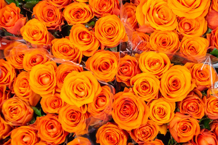 Beautiful rose petals. Orange roses. Bright bouquet of rosesの写真素材