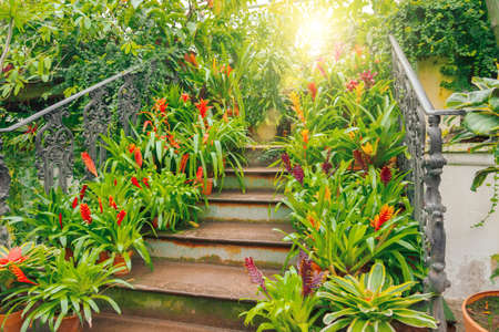 Plants of tropical raw bromeliad forest on display on an ancient staircase in a greenhouse gardenの写真素材