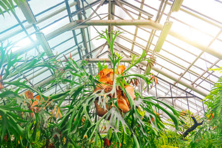 Platycerium leaves deciduous thicket in rainforest greenhoseの写真素材