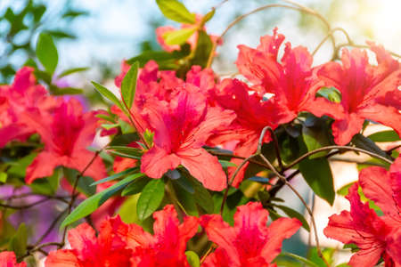 Red hibiscus flowers in the greenhouse of the subtropicsの写真素材