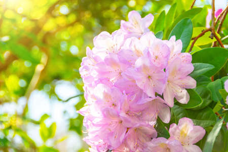Blooming gently pink Rhododendron Azalea spring timeの写真素材