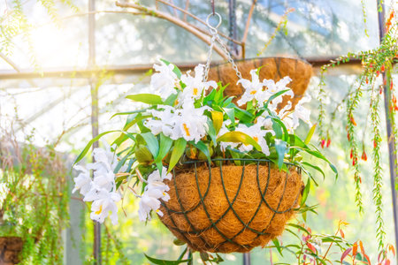 White Coelogyne orchid in a hanging coconut pot, in the greenhouse of a subtropical gardenの写真素材