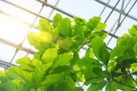 Crown of a tree, carved leaves with pronounced veins, illuminated by the sun in a greenhouse