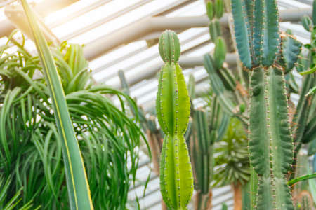 Tropical plant cactus cactaceae, cereus hildmannianus peruvian apple greenhouseの写真素材