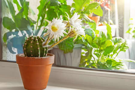 Huge large flowers of a round cactus in a ceramic clay potの写真素材
