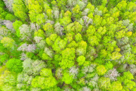 Young leaves on forest trees, aerial view