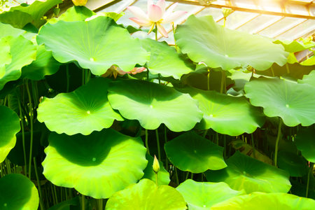 Bright green lotus leaf background aquatic plantsの写真素材