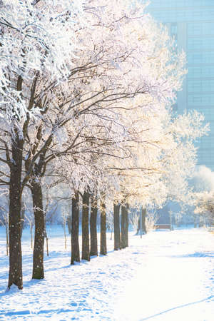 Trees alley covered in hoarfrost in a city park and the bright sun in the sky, after a night cold...