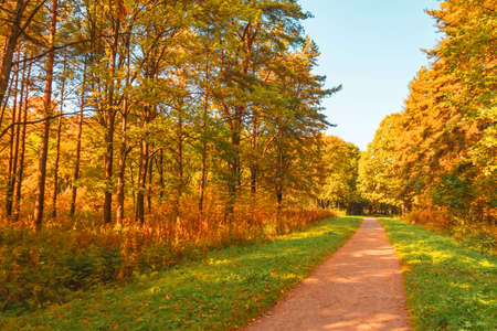 Autumn park with yellow oaks and maples around the hiking trailの写真素材