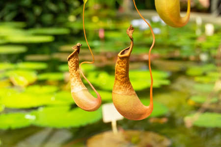 Tropical plants carnivores nepentes with pitchers for catching insects and feeding organicの写真素材