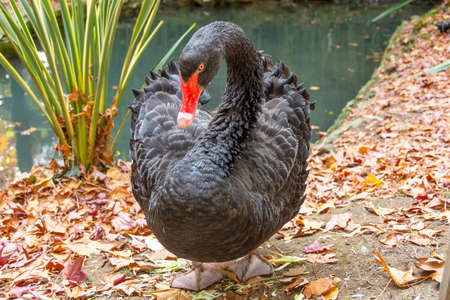 Black swan on the shore next to the pond in the parkの写真素材