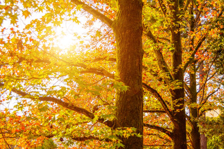 Morning sun beams through the crown of trees in the autumn park