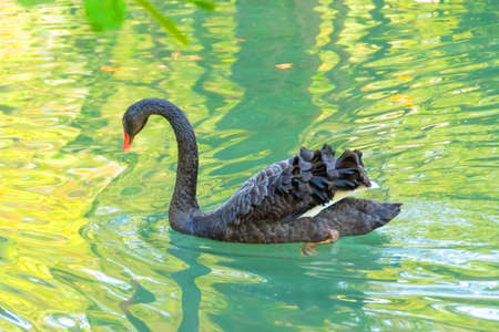Black swan swims in the pond in the parkの写真素材
