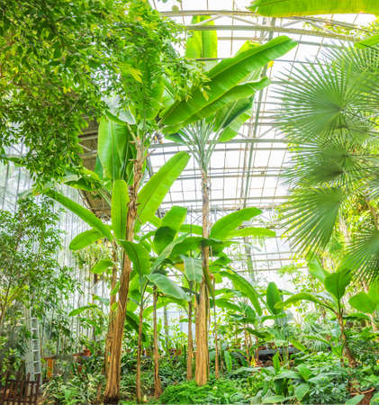 Growing banana palms inside the greenhouses of a tropical biotopeの写真素材