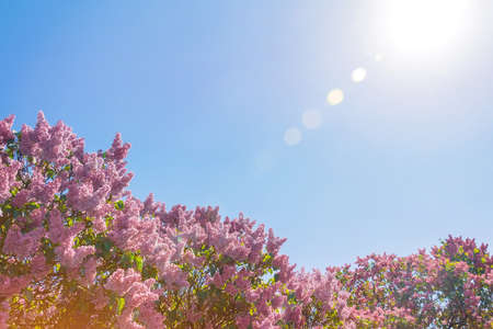 Flowers lilacs in garden with summer sky sunshine and glareの写真素材