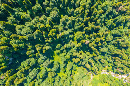 Aerial top view forest coniferous tree. Gorge with a river in a mountain coniferous forest