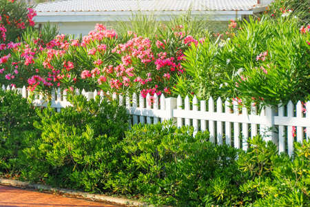 Green city alley with blooming oleander and green shrubs near a wooden fence painted white