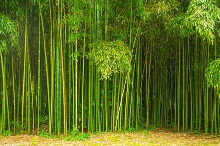 Beautiful thickets of bamboo in the park, natural texture backgroundの写真素材