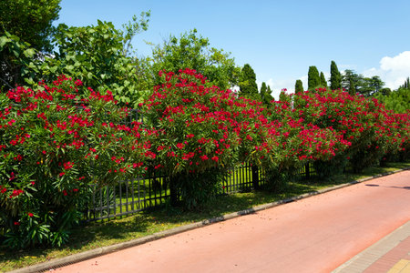 Green city alley with blooming pink oleander and green bushes near a dark metal fence