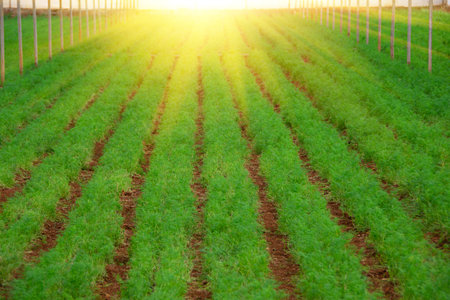 Rows of organically grown fresh lettuce for the food industry. Agro-industrial complex of plantation for growing vegetable crops, glass greenhouses in the backgroundの写真素材