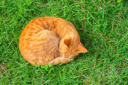 Red tabby cat sleeps in a ball on the grass in the parkの写真素材