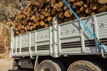 Truck body with firewood branches and tree trunks loaded fixed and ready for transportationの写真素材