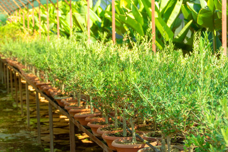 Cultivation of seedlings of olive trees and other ornamental shrubs in the greenhouse indoors and outdoors, agro-industrial complex. Agriculture conceptの写真素材