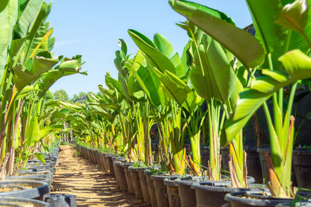 Strelitzia nicolai grown in huge pots lined up for sale and landscaping parks, home and office space. The industry of growing plants for landscapingの写真素材