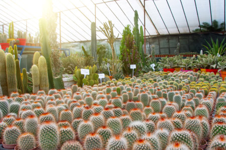 Lots of mammillaria cacti expressed in the garden greenhouse and against the backdrop of large cacti for saleの写真素材