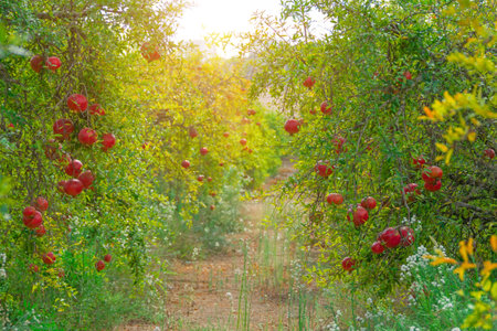 Plantation of pomegranate trees planted in rows with bright red fruitsの写真素材
