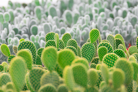 Opuntia microdasys grown in large quantities on an industrial scale in greenhouses for saleの写真素材