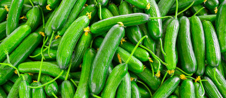 Fresh green bunch of cucumbers for sale in local market. Texture, banner sizeの写真素材