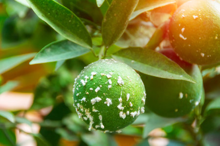 Citrus mealybug, Planococcus citri Hemiptera Pseudococcidae is the dangerous pest of different plants, including economically important tropical fruit trees and ornamental plantsの写真素材
