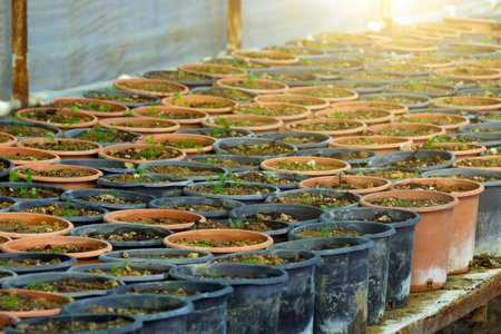 Large pots with crops of various plants in the greenhouse of the agricultural complexの写真素材