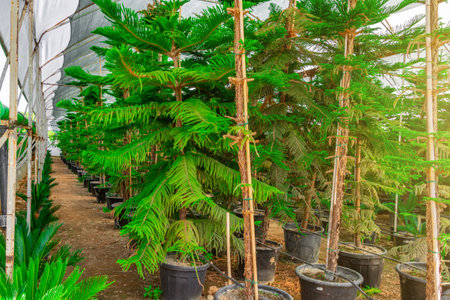 Rows of green araucaria planted in pots inside the greenhouse gardens of a decorative leafy plant nursery. The concept of cultivation and sale of plantsの写真素材