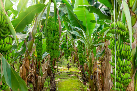 Banana farms and plantations inside greenhouses. Banana grass grown on an industrial scale. Palm trees with bunches of fruits ripening for sale on the marketの写真素材