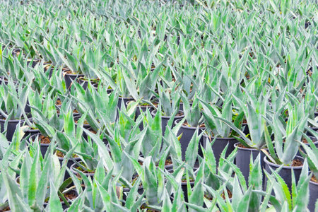 Large seedlings of the blue American agave plant grown for sale in pots outdoors at a garden center plantationの写真素材