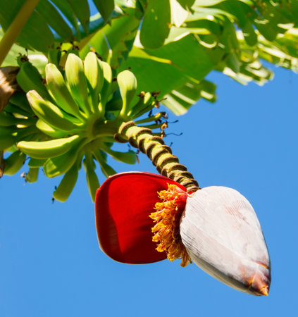 The blooming banana flower for pollination is the banana fruit on an open air farmの写真素材