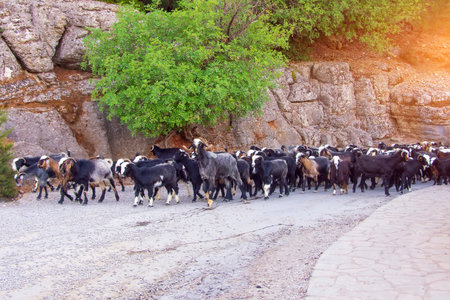 A herd of dark goats are returning from pasture to a farm along a mountain road