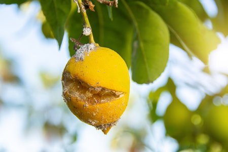 Citrus mealybug, Planococcus Hemiptera Pseudococcidae dangerous pest plants, including economically important tropical fruit trees and ornamental plants. Cracked lemon fruits and affected by pestの写真素材