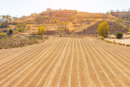 Dead crops in the fields, plowed rows of dehydrated fertile layer