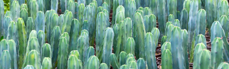 Cochal cactus Myrtillocactus a variety of farm grown in greenhouses industrial, format banner header wide size, place sample textの写真素材