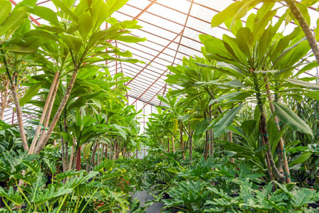Plumeria and philodendron xanadu grown in greenhouses for sale and distributionの写真素材