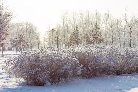 View of the winter park with shrubs and trees covered with ice and snow on a frosty day