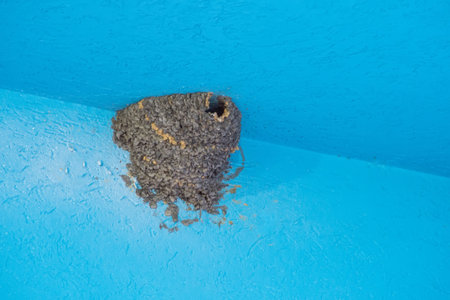 An empty swallow's nest in the blue corner at the top of the ceilingの写真素材