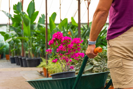 Male gardener in shorts transports a lilac pink blooming bougainvillea bush in hothouse. Care and cultivation of plants industrial scaleの写真素材